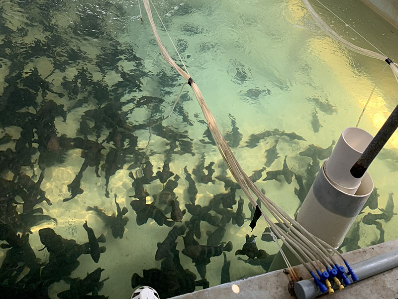 灰色水性養殖漆