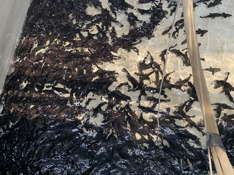 灰色水性養殖漆