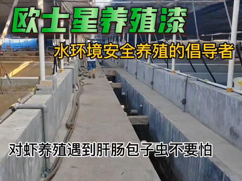 對蝦養殖遇到肝腸孢子蟲不要怕，歐士星有方案，刷一刷歐士星養殖漆，給養蝦成功率多一層保障
