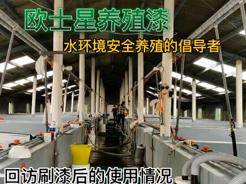 回訪刷漆后的使用情況，11月8日刷完漆，12月7日回訪，蝦苗攝食狀態(tài)佳，體色亮，活力好，倡導(dǎo)水環(huán)境安全養(yǎng)殖，歐士星養(yǎng)殖漆在行動(dòng)！